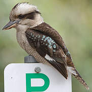 Laughing Kookaburra