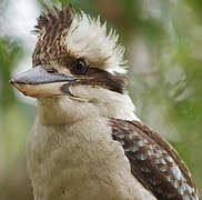 Laughing Kookaburra