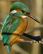 Common Kingfisher