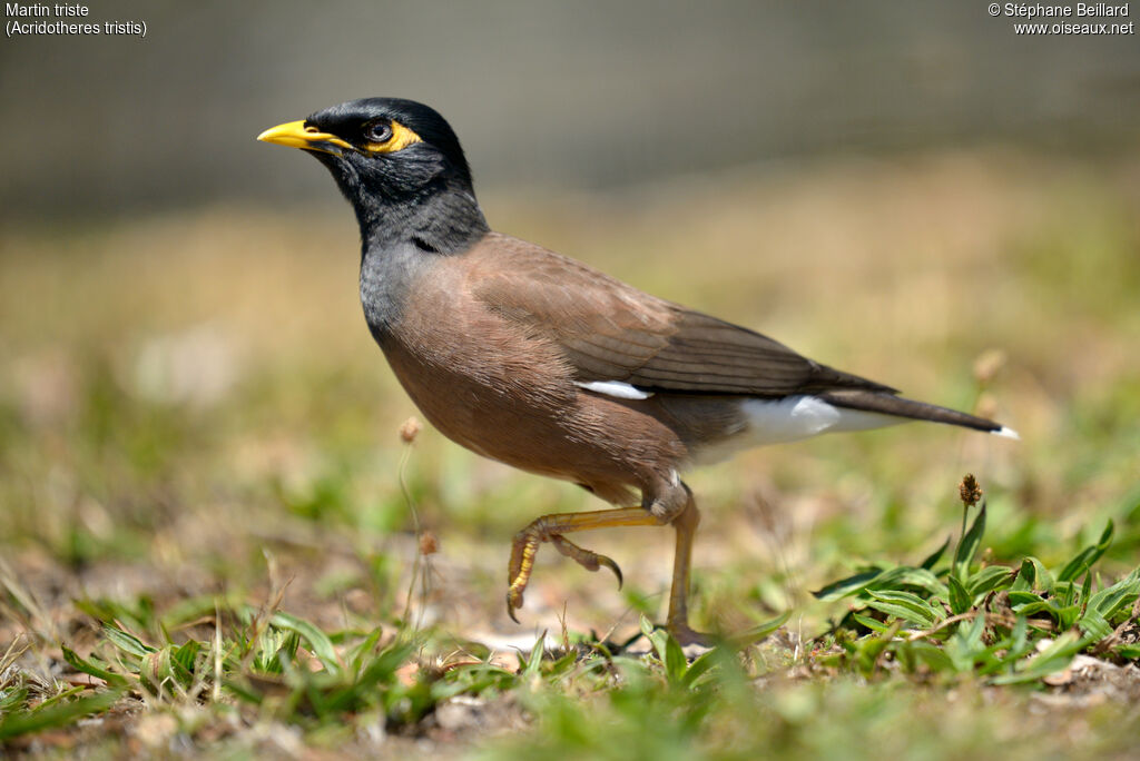 Common Myna