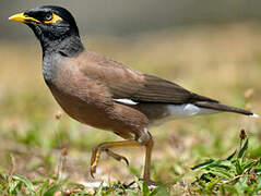 Common Myna