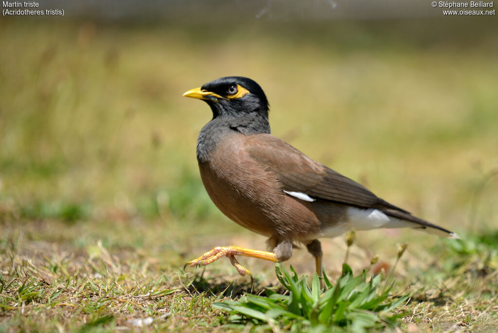 Common Myna