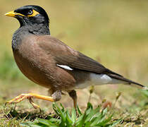 Common Myna