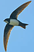 Alpine Swift