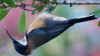 Eastern Spinebill