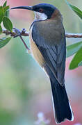 Eastern Spinebill