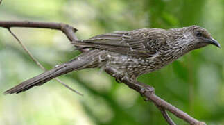 Little Wattlebird