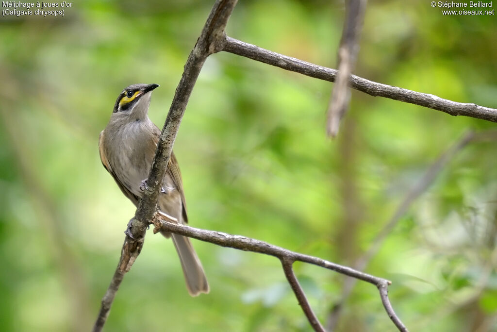 Yellow-faced Honeyeater