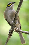 Yellow-faced Honeyeater