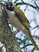 Blue-faced Honeyeater