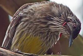 Red Wattlebird