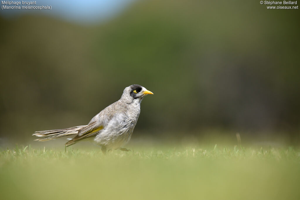 Noisy Miner