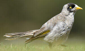 Noisy Miner