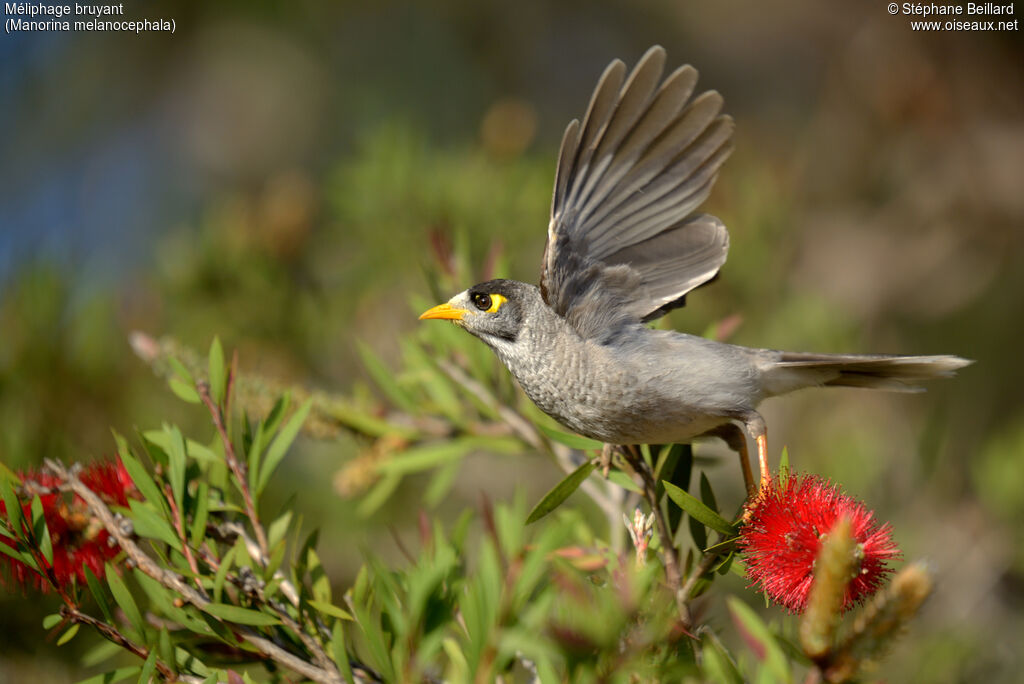 Noisy Miner