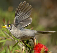 Noisy Miner