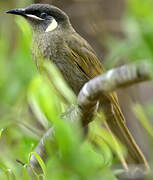 Lewin's Honeyeater