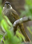 Lewin's Honeyeater