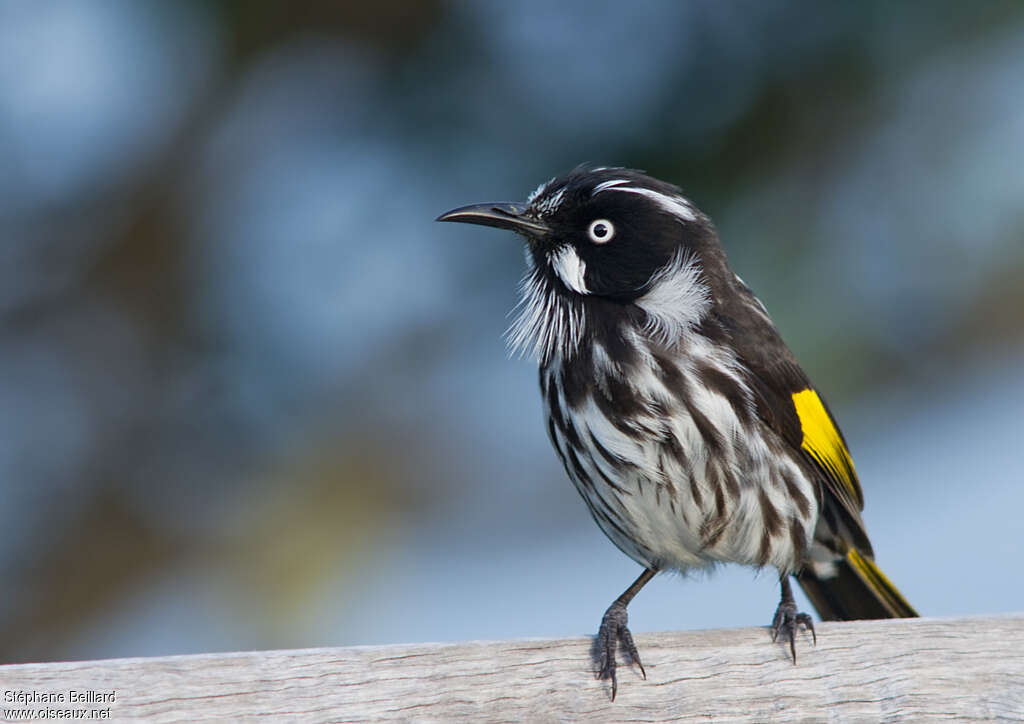 New Holland Honeyeateradult, aspect