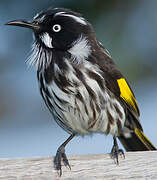 New Holland Honeyeater