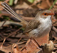 Superb Fairywren