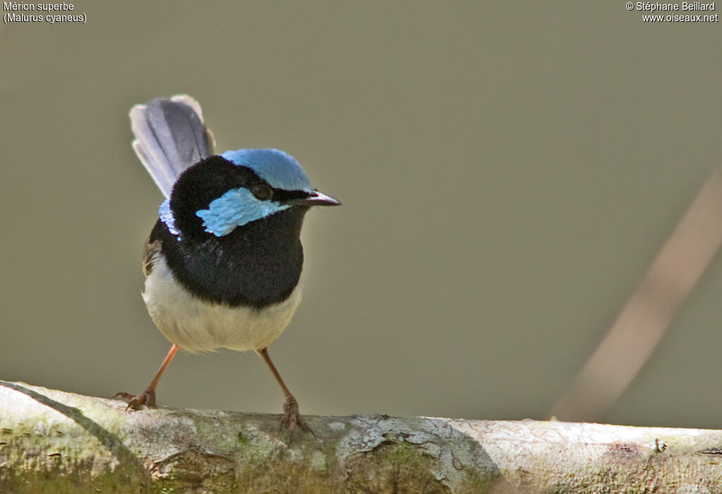 Superb Fairywren male adult