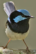 Superb Fairywren