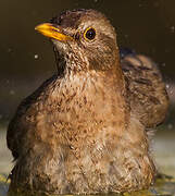 Common Blackbird