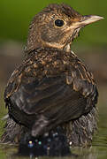 Common Blackbird