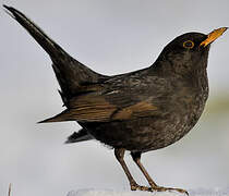 Common Blackbird