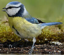 Eurasian Blue Tit