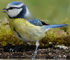 Mésange bleue