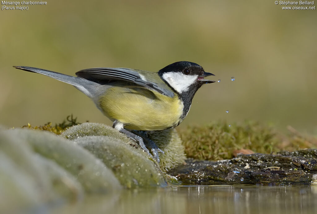 Mésange charbonnière