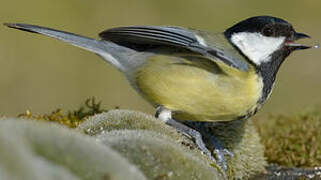 Great Tit