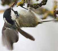 Coal Tit