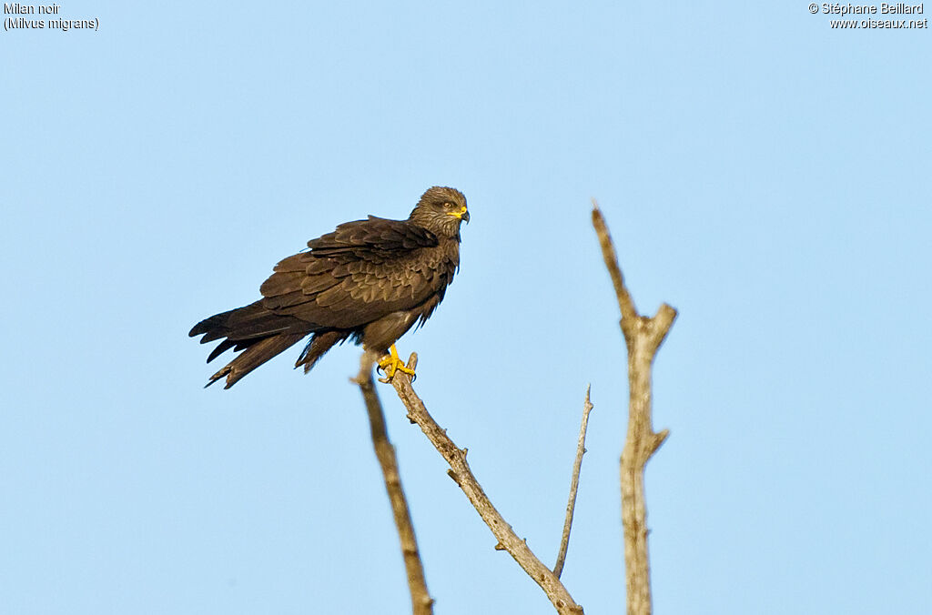 Black Kite