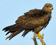 Black Kite