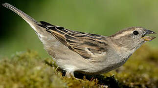 House Sparrow