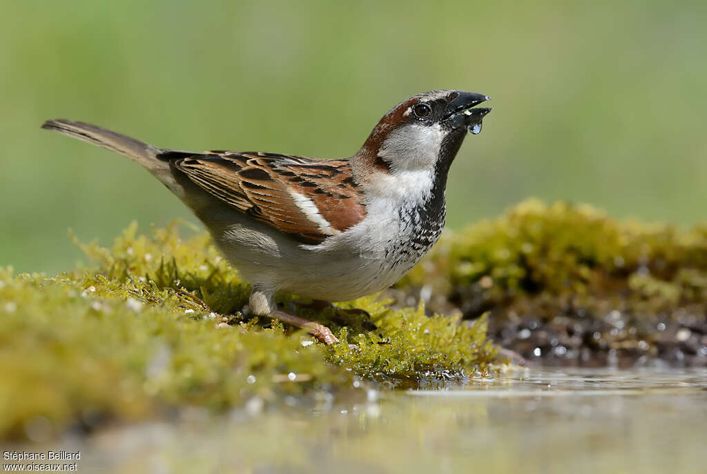 Moineau domestique mâle adulte, boit