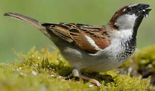 House Sparrow