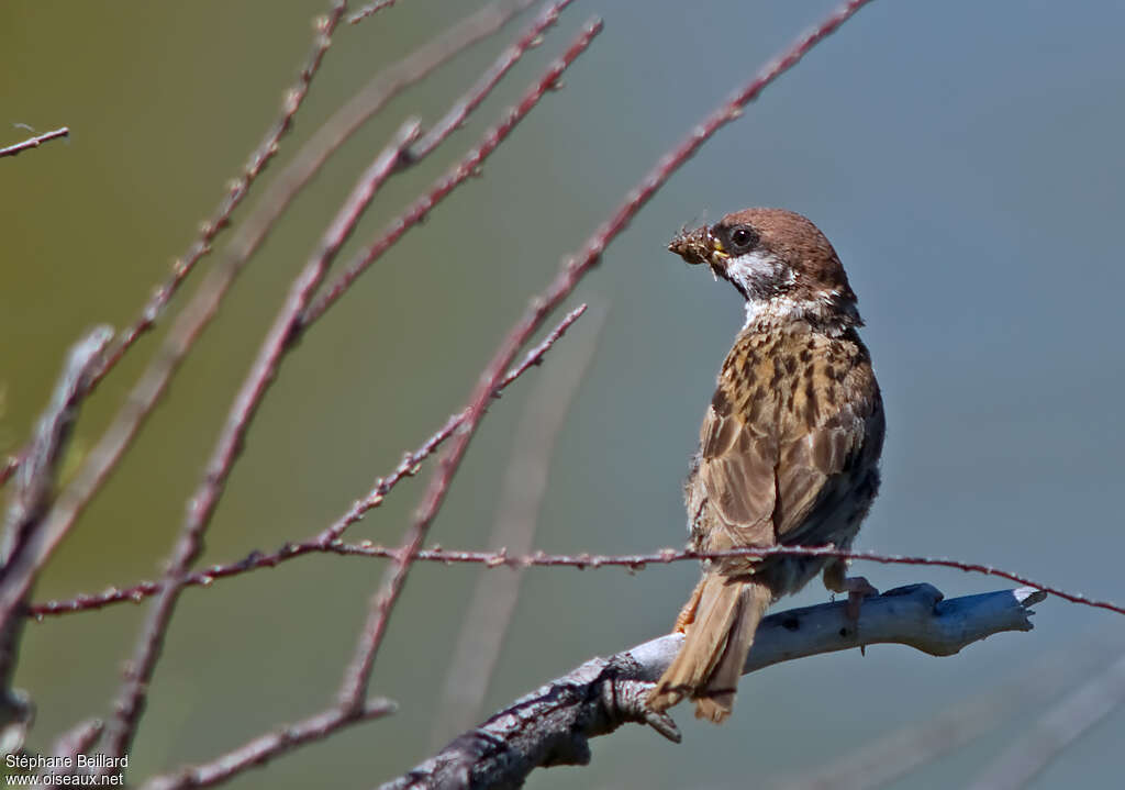 Eurasian Tree Sparrowadult, feeding habits