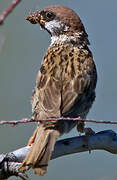 Eurasian Tree Sparrow