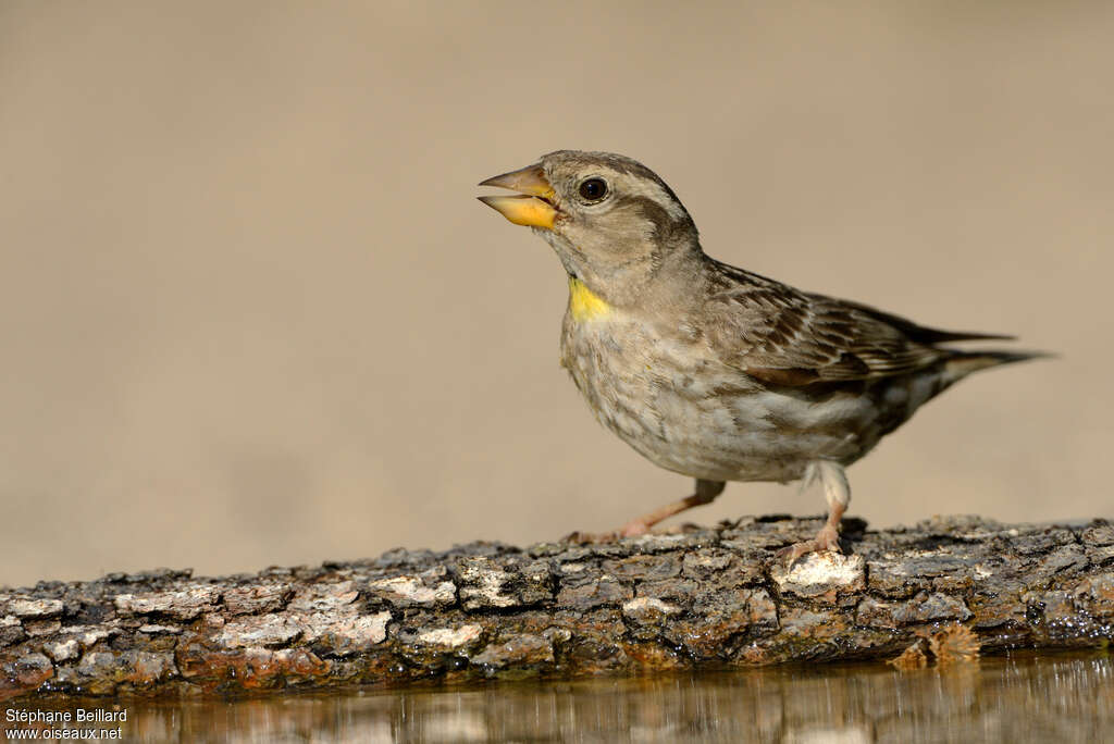 Moineau soulcieadulte, Comportement