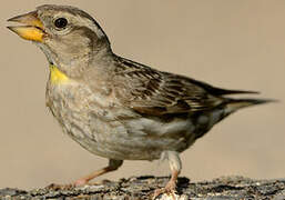 Rock Sparrow