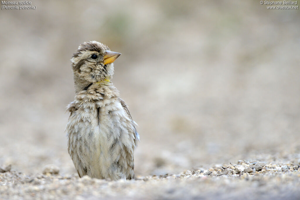 Rock Sparrow