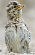 Rock Sparrow