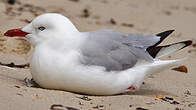 Mouette argentée