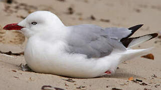 Silver Gull