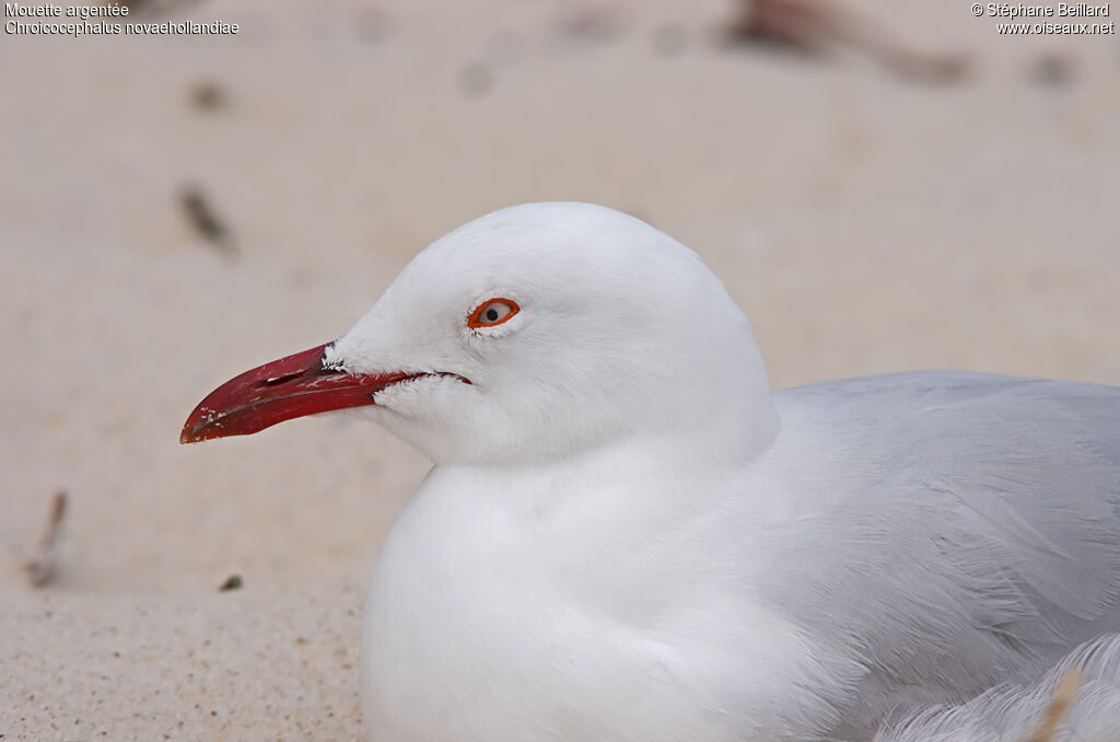 Mouette argentée