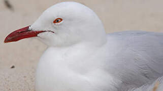 Mouette argentée