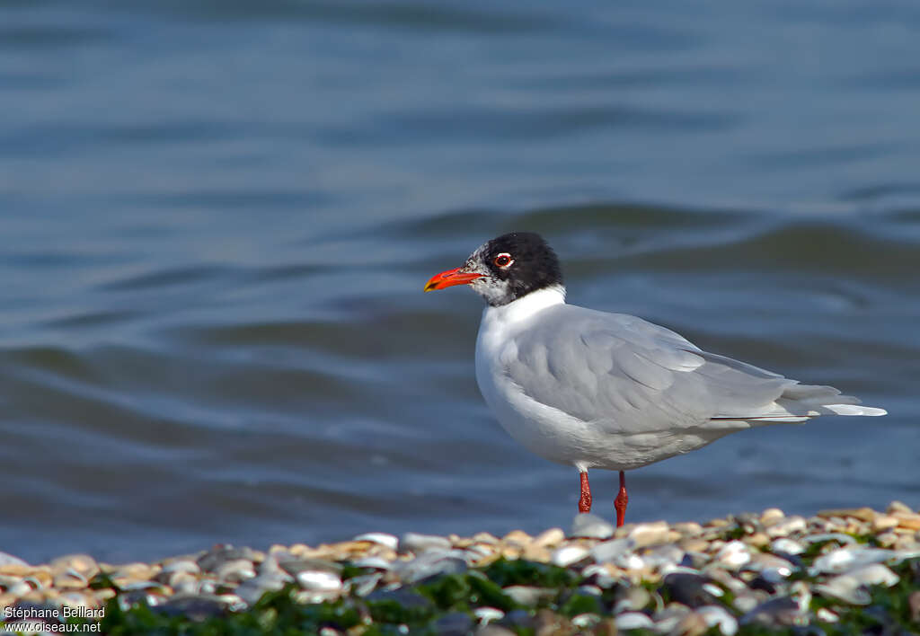 Mediterranean Gulladult transition, identification